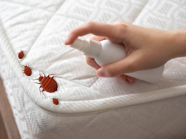 Reliable Kent Estates, IA Pest Control Solutions
