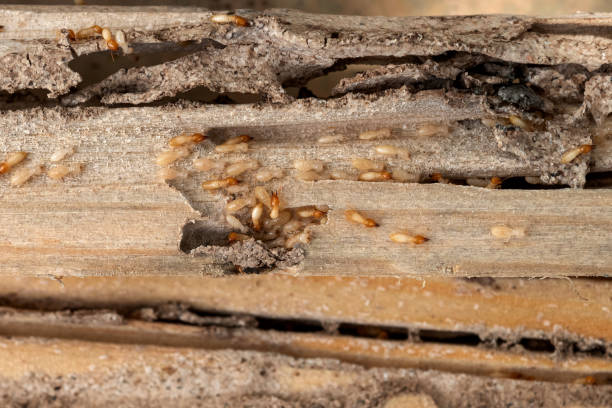 Best Pest Prevention Services  in Kent Estates, IA